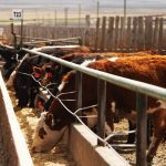 (Photo courtesy Canada Beef Inc.)