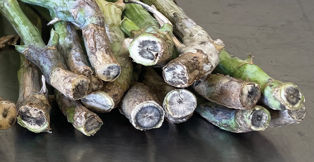 canola stems showing blackleg infection