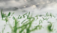 Some winterkill in winter wheat doesn’t necessarily mean the surviving crop is unsaleable