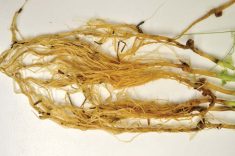 Honey-brown discolouration of pea roots, characteristic of Aphanomyces euteiches.