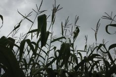 Higher concentrations of ground-level ozone caused by wildfires can oxidize plant tissue.