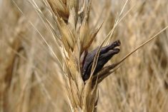 Ergot is best recognized in the field as black or dark purple sclerotia sticking out of a floret.