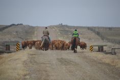 Vaccinating cows and calves and moving pairs out to pasture is a springtime task that takes priority on many farms across Western Canada.