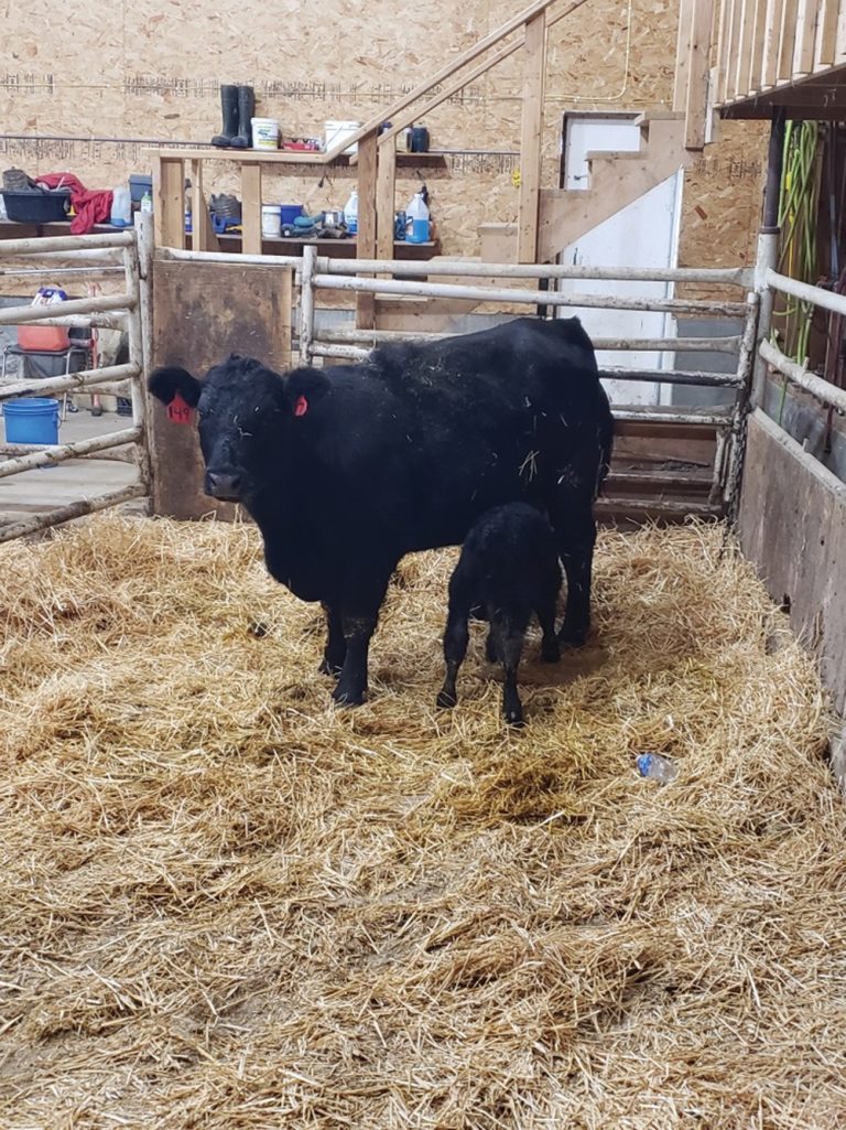 Take care of firstcalf beef cows after calving Grainews