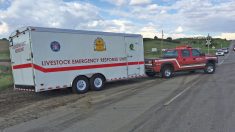 AFAC spearheaded the deployment of emergency trailers across the province for use in emergencies such as barn fires or livestock transport rollovers.
