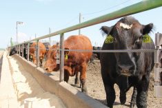 A year-over-year decrease in Q1 feeder cattle placements in both Canada and the U.S. is expected to lead to tighter market-ready supplies during the summer.