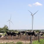 Dairy cattle graze beneath windmills on a Danish dairy farm in 2022. Photo: Geralyn Wichers
