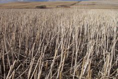 standing stubble from a fall harvested crop