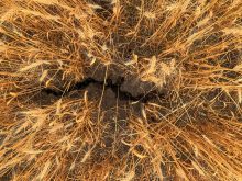 A study shows that in terms of response to moisture-related stress, the crop type is more important than the specific variety.