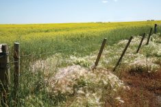 Wild foxtail barley on the edge of a canola field.