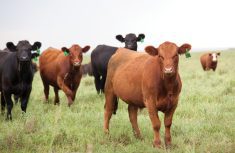 First calf heifers are maturing, feeding a calf, and often going through teeth changes at the same time.