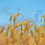 Photo: Knaupe/iStock/Getty Images
