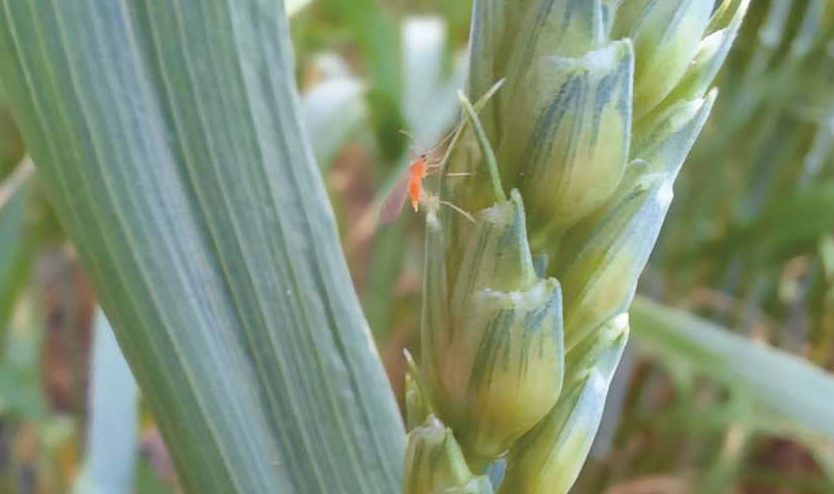The wheat midge is orange in colour and closely resembles a mosquito because of its small size. 
