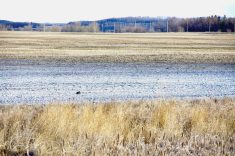 saline soils in Manitoba 2024