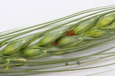 Red-morph English grain aphids, seen here feeding on wheat, are a common cereal pest on the Prairies.