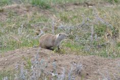 photo of a gopher on a mound of earth