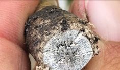 Cross-section of an infected canola plant root. Verticillium fungus spreads upward through a plant’s vascular tissues and can create this sort of discolouration, which looks somewhat similar to blackleg.