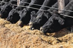 Ration-balancing tools can help cattle feeders make changes to their rations to include alternative feed types.