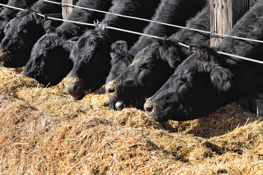 Ration-balancing tools can help cattle feeders make changes to their rations to include alternative feed types.