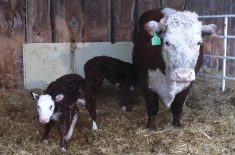 March 20: I was surprised to find twins when I checked on this calving cow.