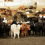 (Photo courtesy Canada Beef Inc.)
