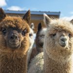 alpacas