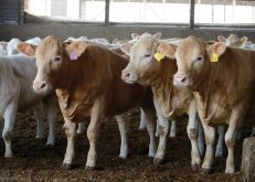 The RFID tag should be put ideally a quarter of the way out from the head and in the middle.