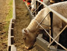 The beef cattle industry is bracing for a level of heifer retention this summer and fall that's expected to lower the feeder cattle supply.