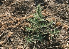 herbicide resistant kochia