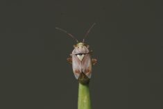 According to Hector Carcamo of AAFC, low populations of lygus bugs can actually benefit canola crops.