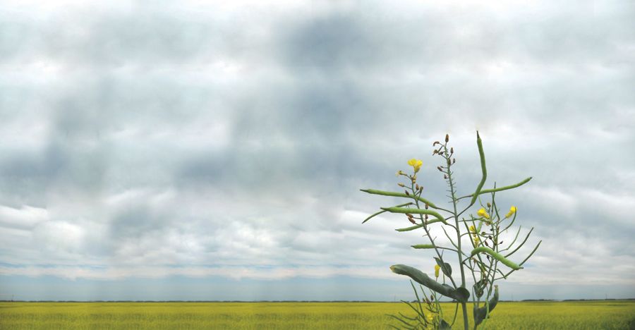 Open interest in the canola market was down by 14,880 contracts on the week.  Photo: File
