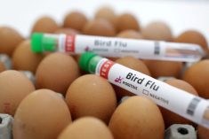 Test tubes labelled &#8220;Bird Flu&#8221; and eggs are seen in this picture illustration, January 14, 2023.
 Photo: REUTERS/Dado Ruvic/Illustration/File
