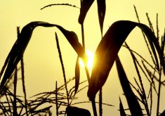 As corn acres increase, so could disease pressure