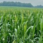 “jumping on the corn bandwagon.” (Farmtario photo by John Greig)