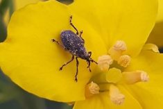 Cabbage seedpod weevil.