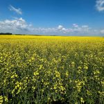 From AIM: How many flowers in a canola field?