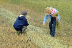 farm kids gathering sheaves from swath in field