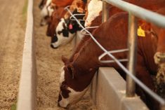 (Photo courtesy Canada Beef Inc.)