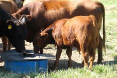 cattle with mineral feeder