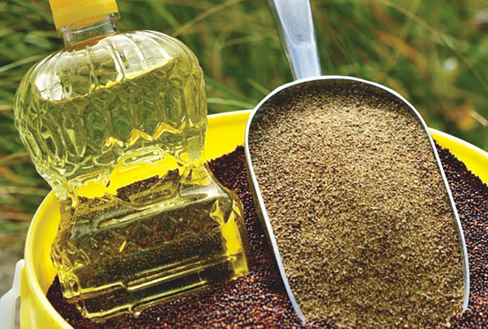 Domestic producers crushed 861,671 tonnes of oilseeds in June, an increase of more than 40,000 tonnes from June 2023.  Photo: Canola Council of Canada
