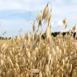File photo of an oat crop at St. Andrews, Man.