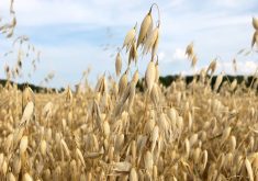 File photo of an oat crop at St. Andrews, Man.