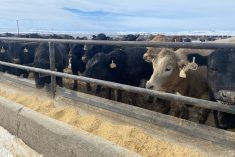 Pretreated calves usually need a booster for mycoplasma once they arrive at a feedlot.