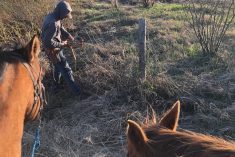 Gregory fixes a broken wire while the horses watch.