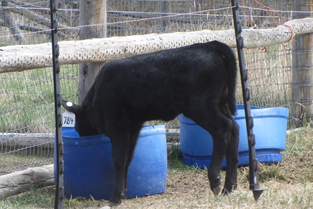 Shorter tubs protected by an electric fence wire give calves a chance to drink and learn about water.