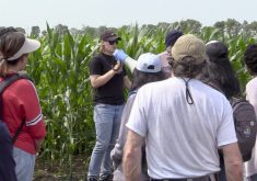 VIDEO: Chewing the fat on corn-intercrop grazing