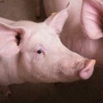 Russian pork producers target EU’s share of China’s pork market