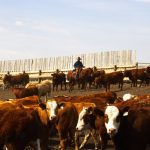 Photo: Canada Beef Inc.
