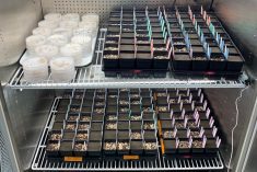 Freshly-sprayed pots and loaded petri dishes for the dose response work with wood vinegar and potassium nitrate. The compounds were placed with the seed in the petri dishes while -- for the potted work – seeds were deposited in the soil and sprayed at 200 litres per hectare.