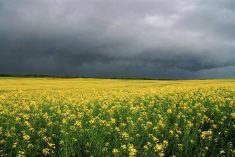 canola in alabama 2015